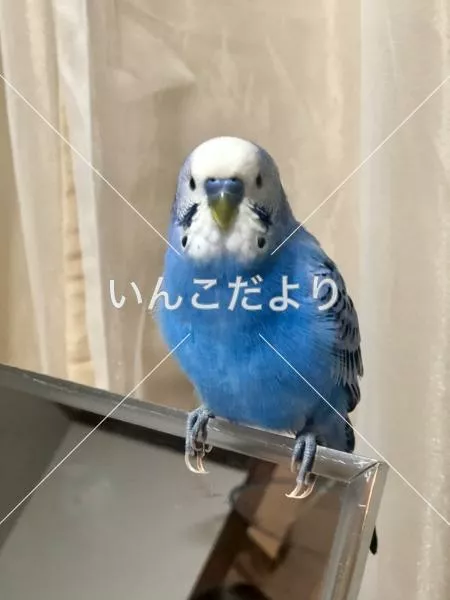 コメントの画像