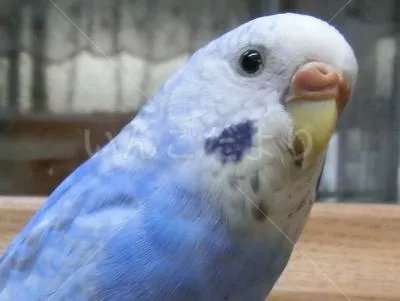 コメントの画像