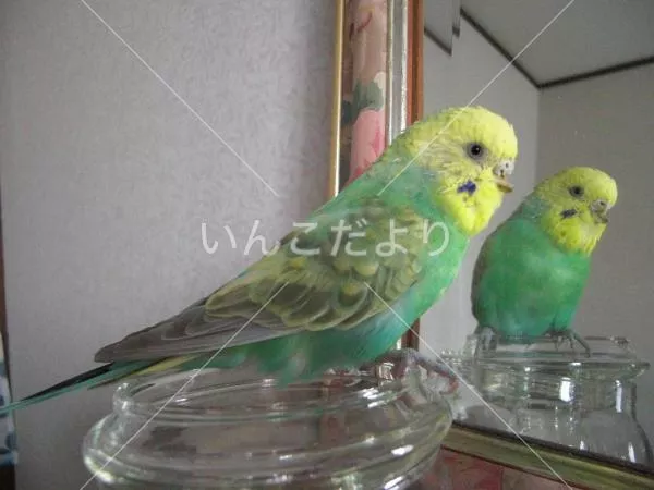 コメントの画像