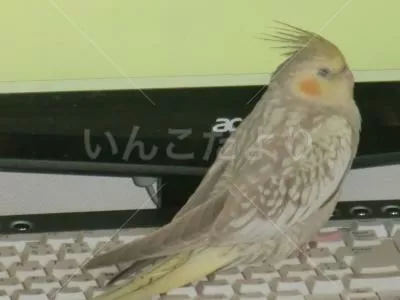 コメントの画像