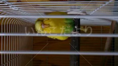 コメントの画像