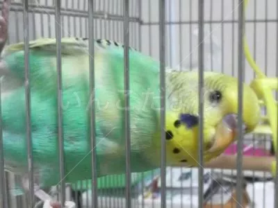 コメントの画像