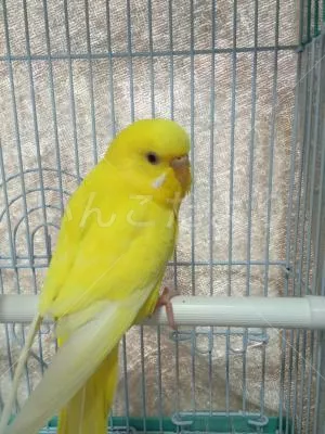 コメントの画像