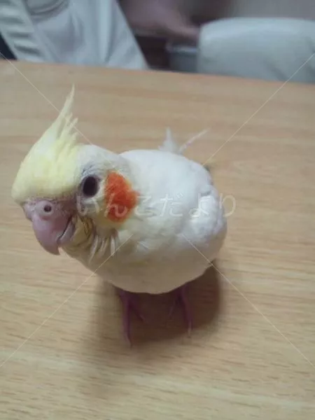 コメントの画像