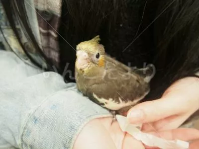 コメントの画像