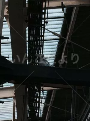 コメントの画像