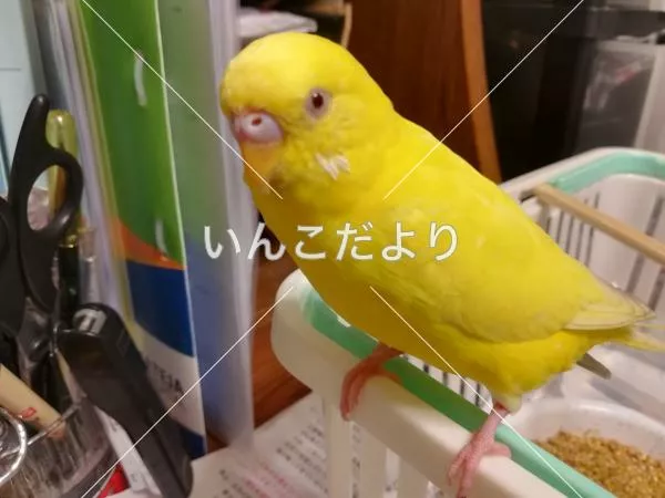 コメントの画像