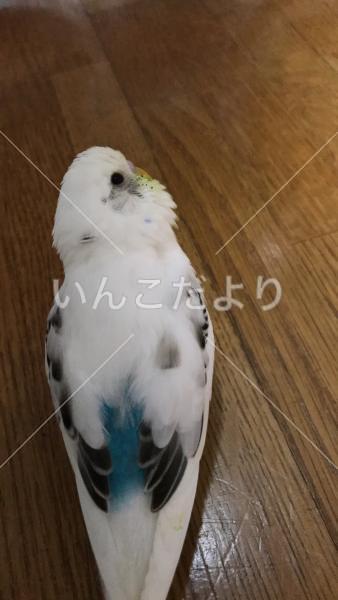 コメントの画像