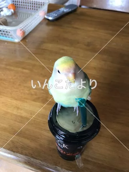 コメントの画像