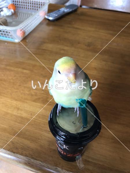 コメントの画像