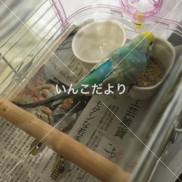 コメントの画像