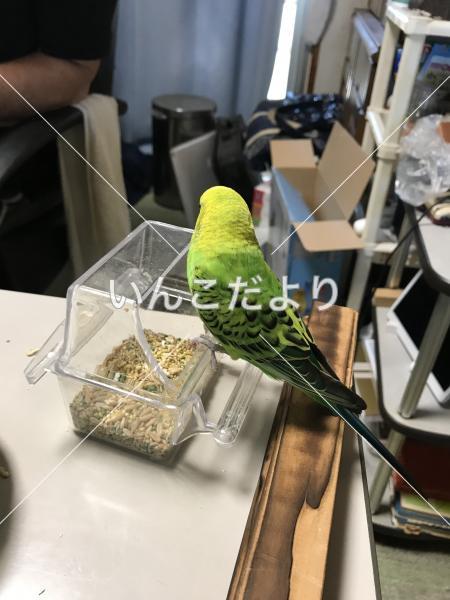 コメントの画像