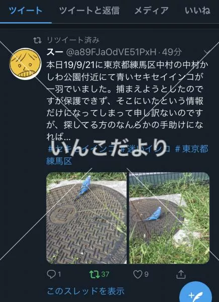 コメントの画像