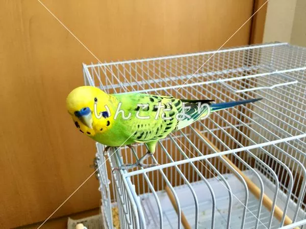 コメントの画像