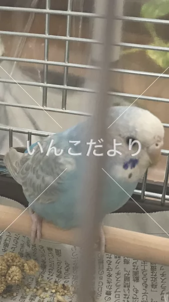 コメントの画像