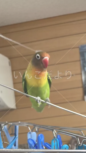 コメントの画像