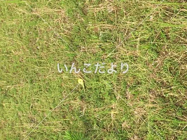 コメントの画像