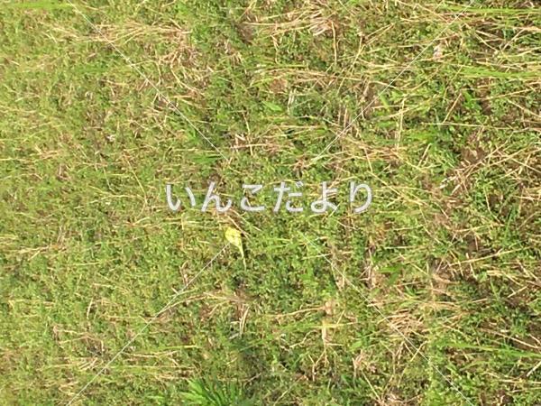 コメントの画像