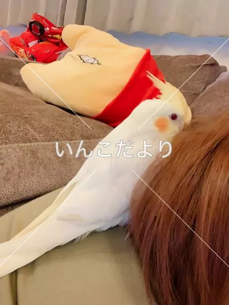 コメントの画像