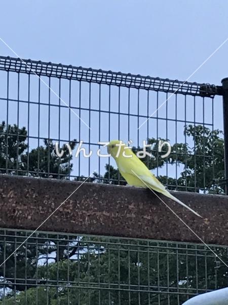 コメントの画像