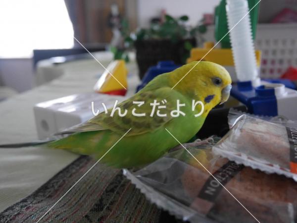 コメントの画像