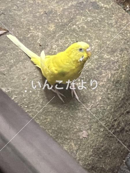 コメントの画像