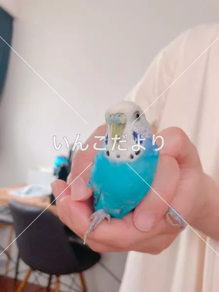 コメントの画像