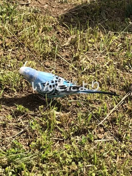 コメントの画像