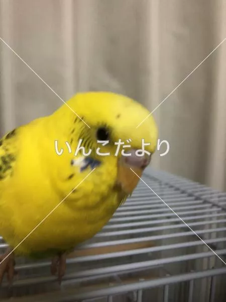 コメントの画像