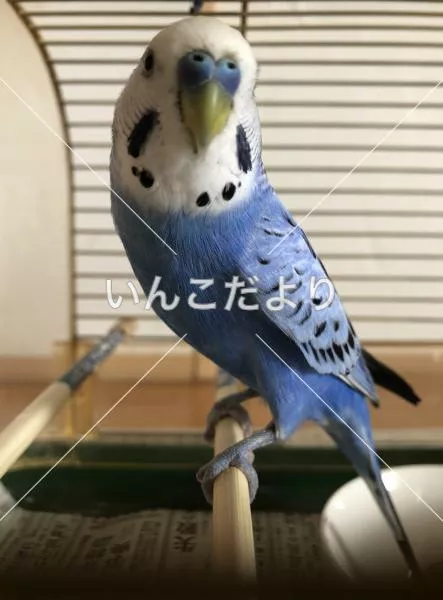 コメントの画像