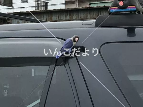 コメントの画像