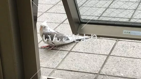 コメントの画像