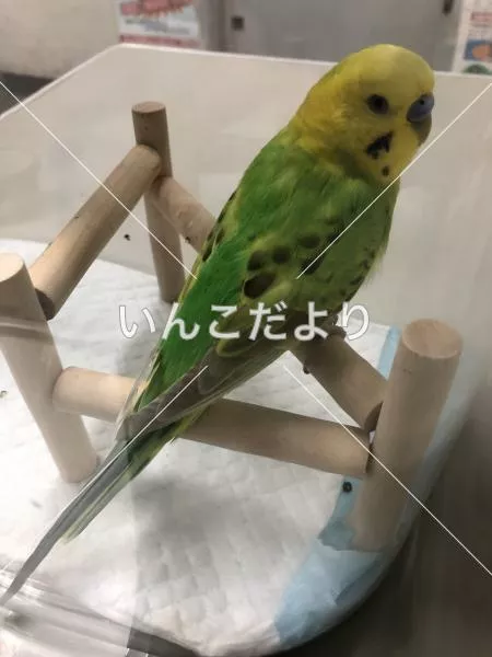 コメントの画像