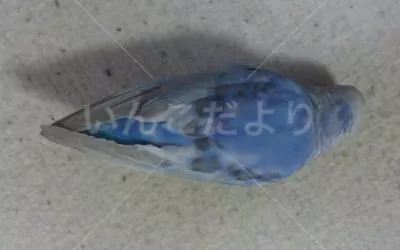 コメントの画像