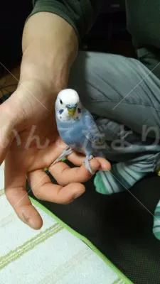 コメントの画像