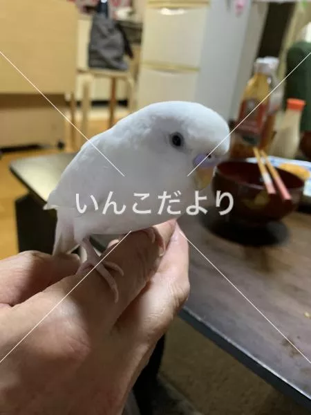 コメントの画像