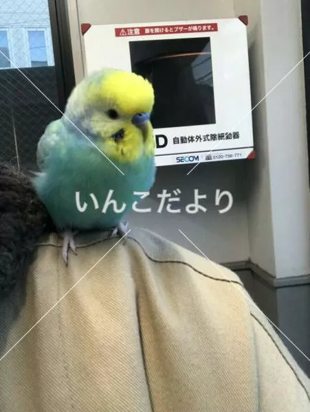 コメントの画像