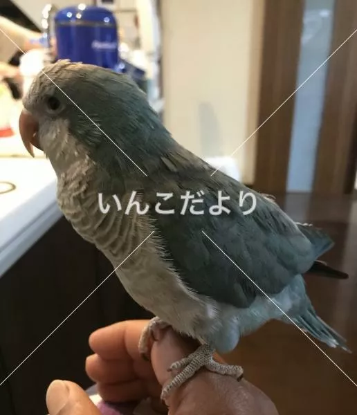 コメントの画像