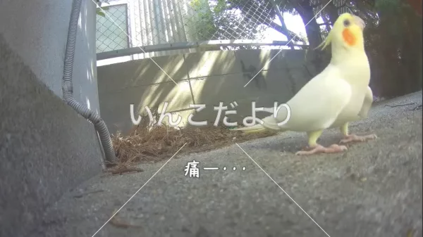 コメントの画像