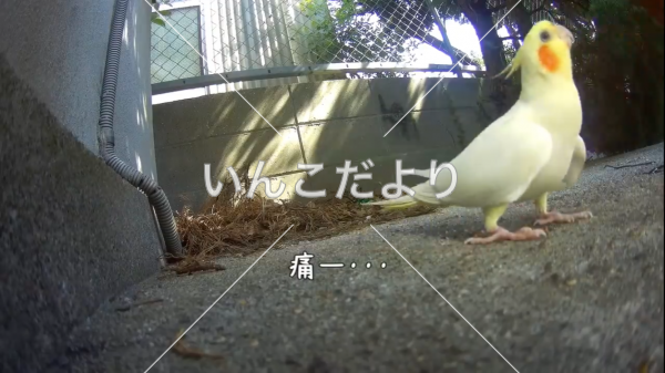 コメントの画像