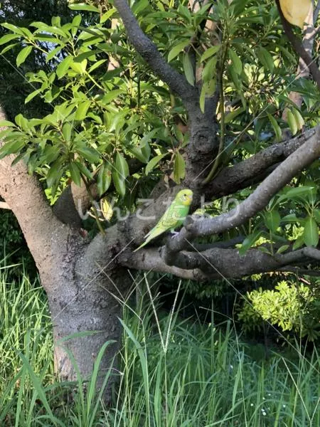 コメントの画像