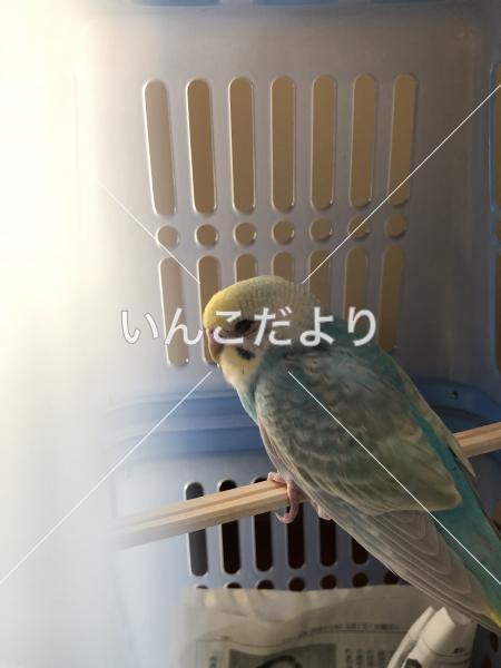 コメントの画像