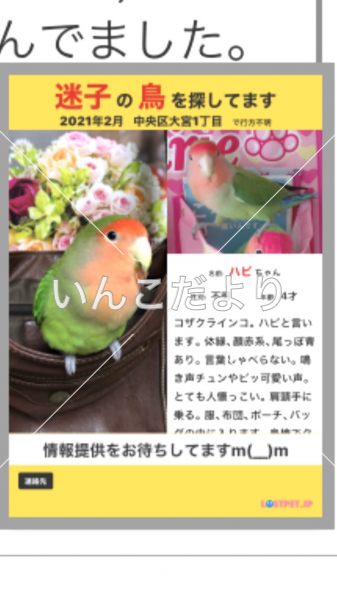 コメントの画像