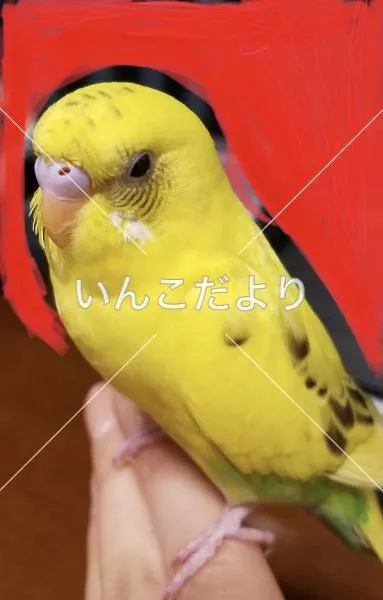 コメントの画像