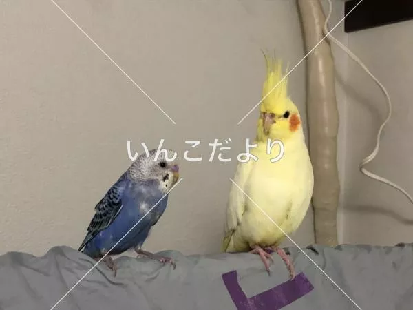 コメントの画像