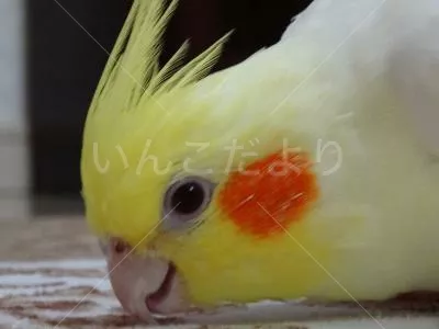 コメントの画像