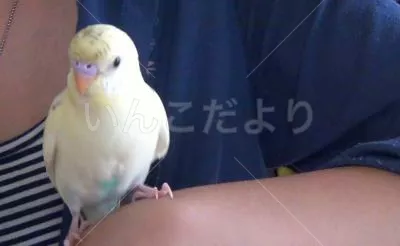 コメントの画像