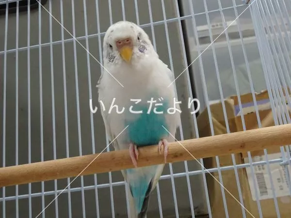 コメントの画像