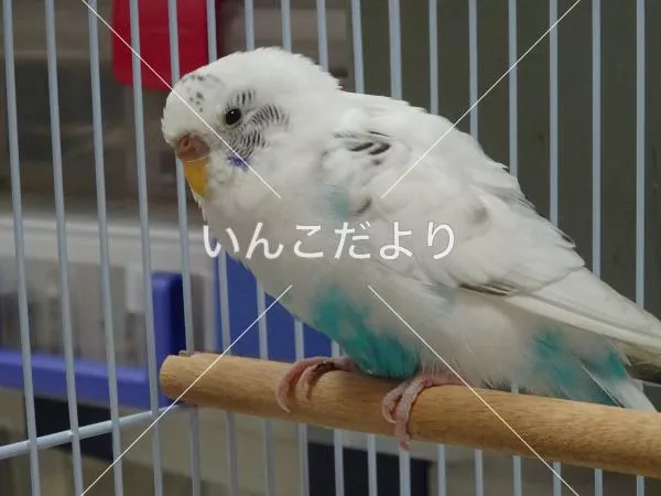 コメントの画像