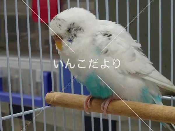 コメントの画像